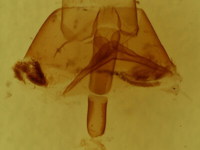 genitalia view of adult Euclidia cuspidea