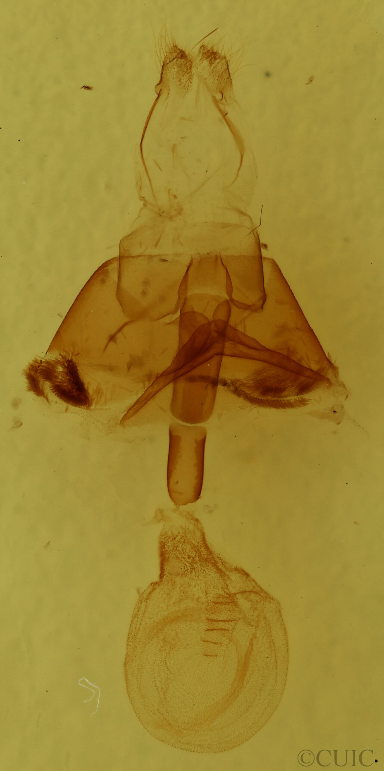 genitalia view of adult Euclidia cuspidea