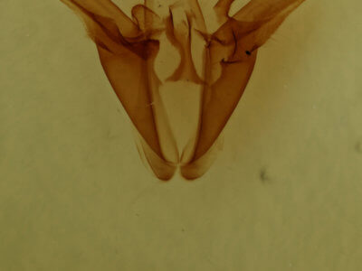genitalia view of adult Euclidia cuspidea