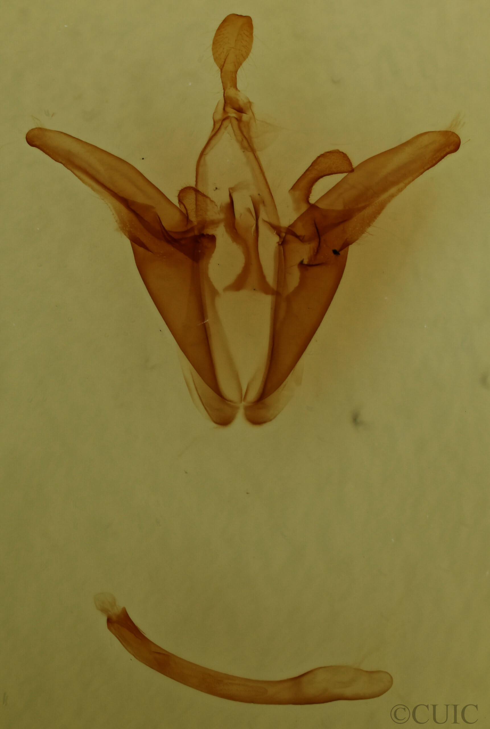 genitalia view of adult Euclidia cuspidea