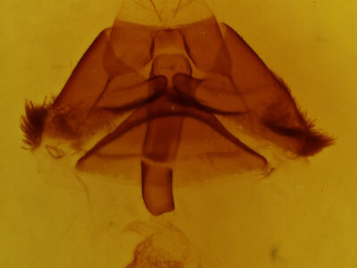 genitalia view of adult Euclidia cuspidea