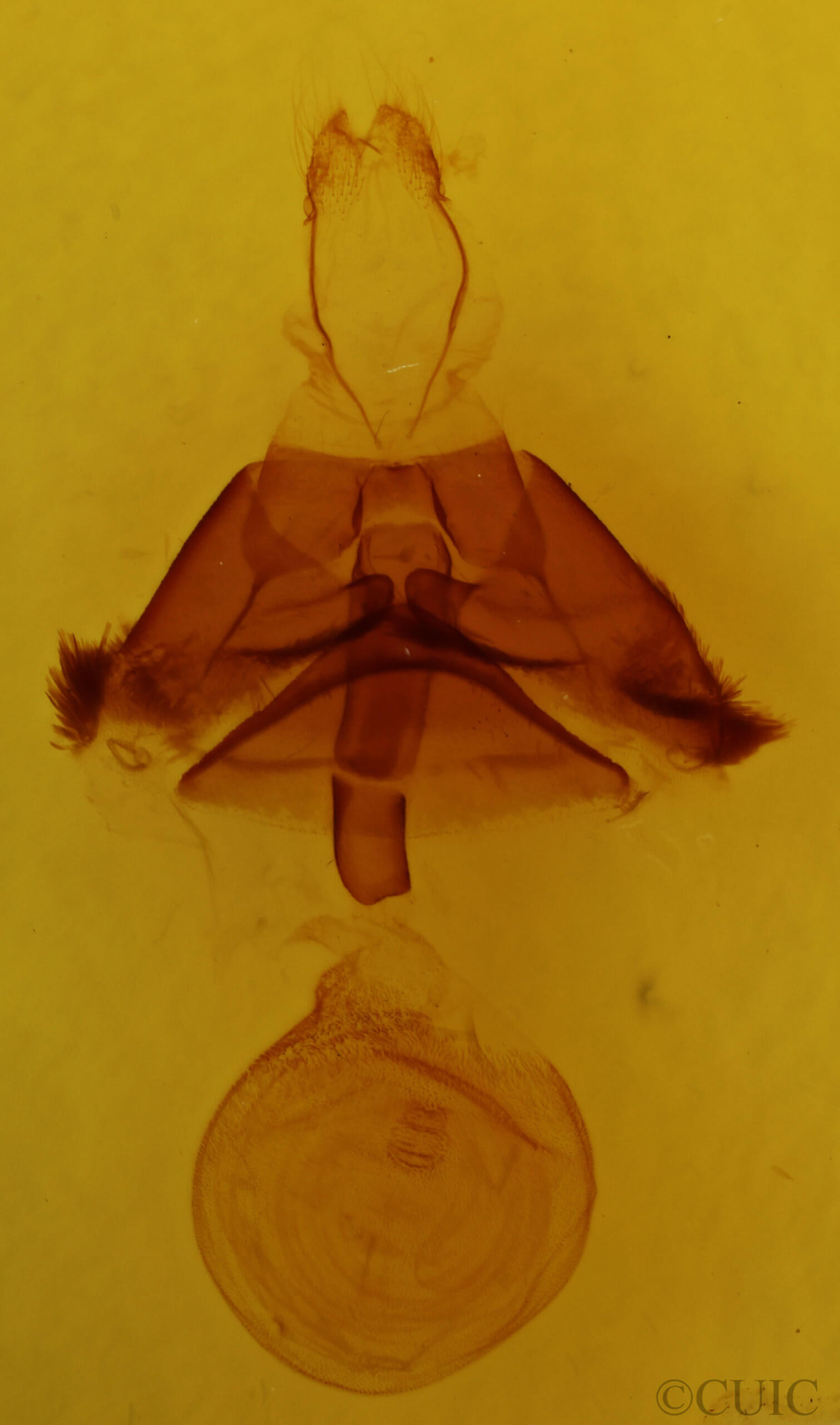 genitalia view of adult Euclidia cuspidea