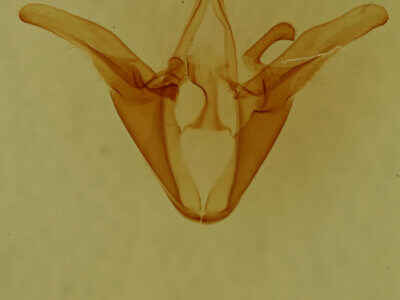 genitalia view of adult Euclidia cuspidea