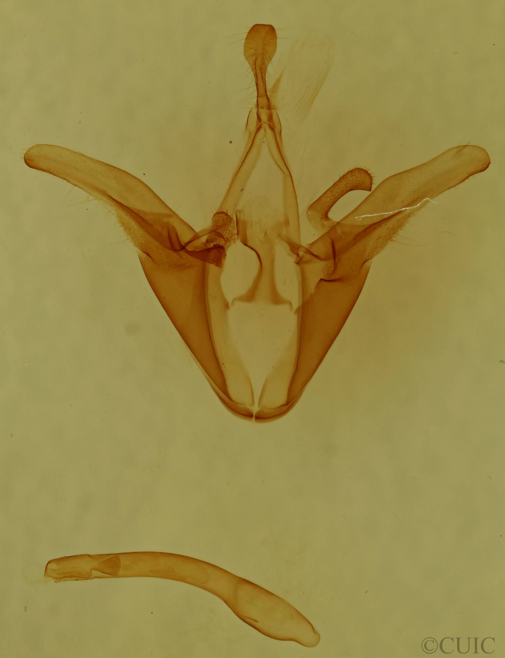 genitalia view of adult Euclidia cuspidea