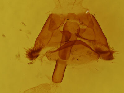 genitalia view of adult Euclidia cuspidea