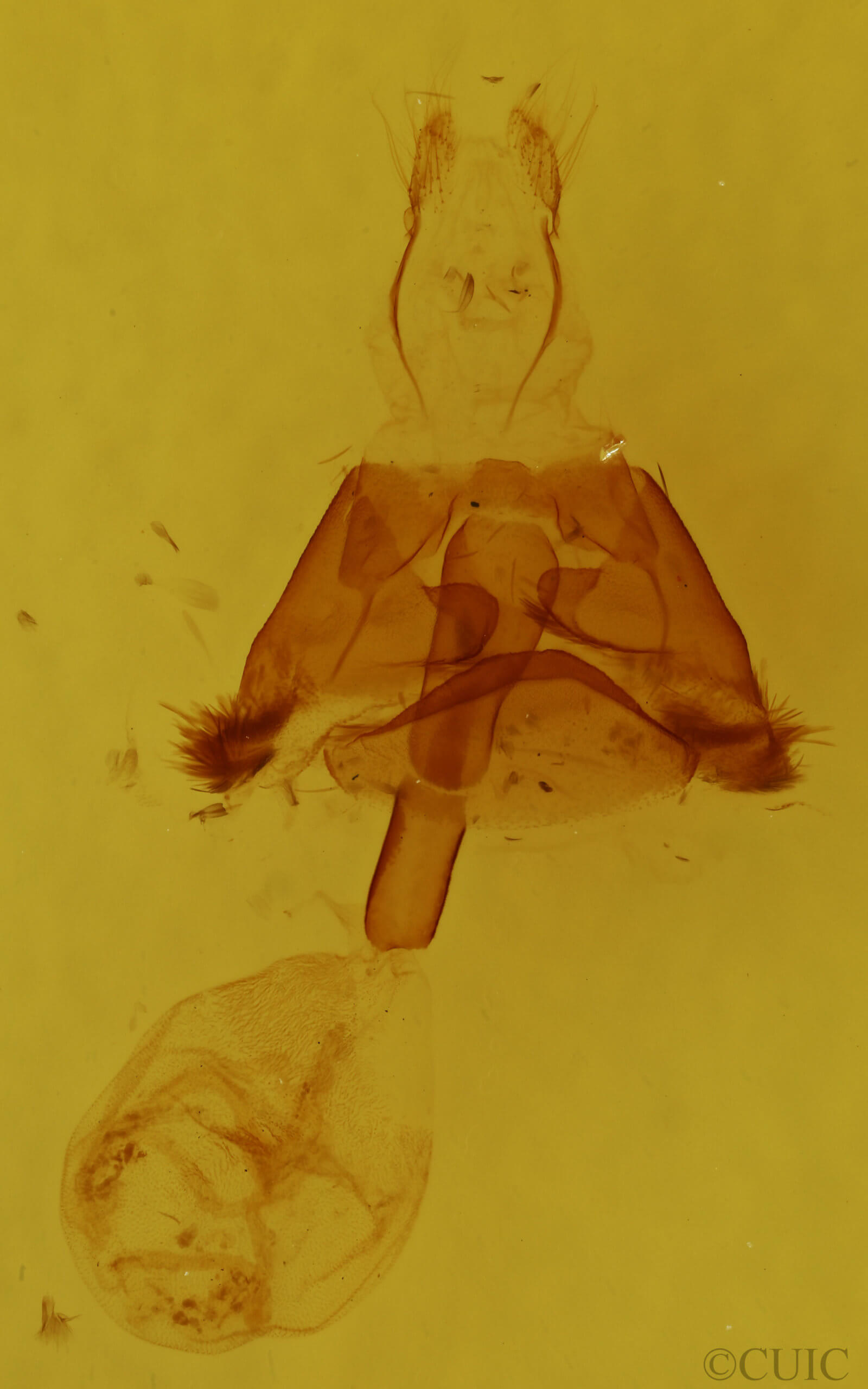 genitalia view of adult Euclidia cuspidea