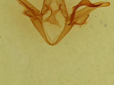 genitalia view of adult Euclidia  dentata