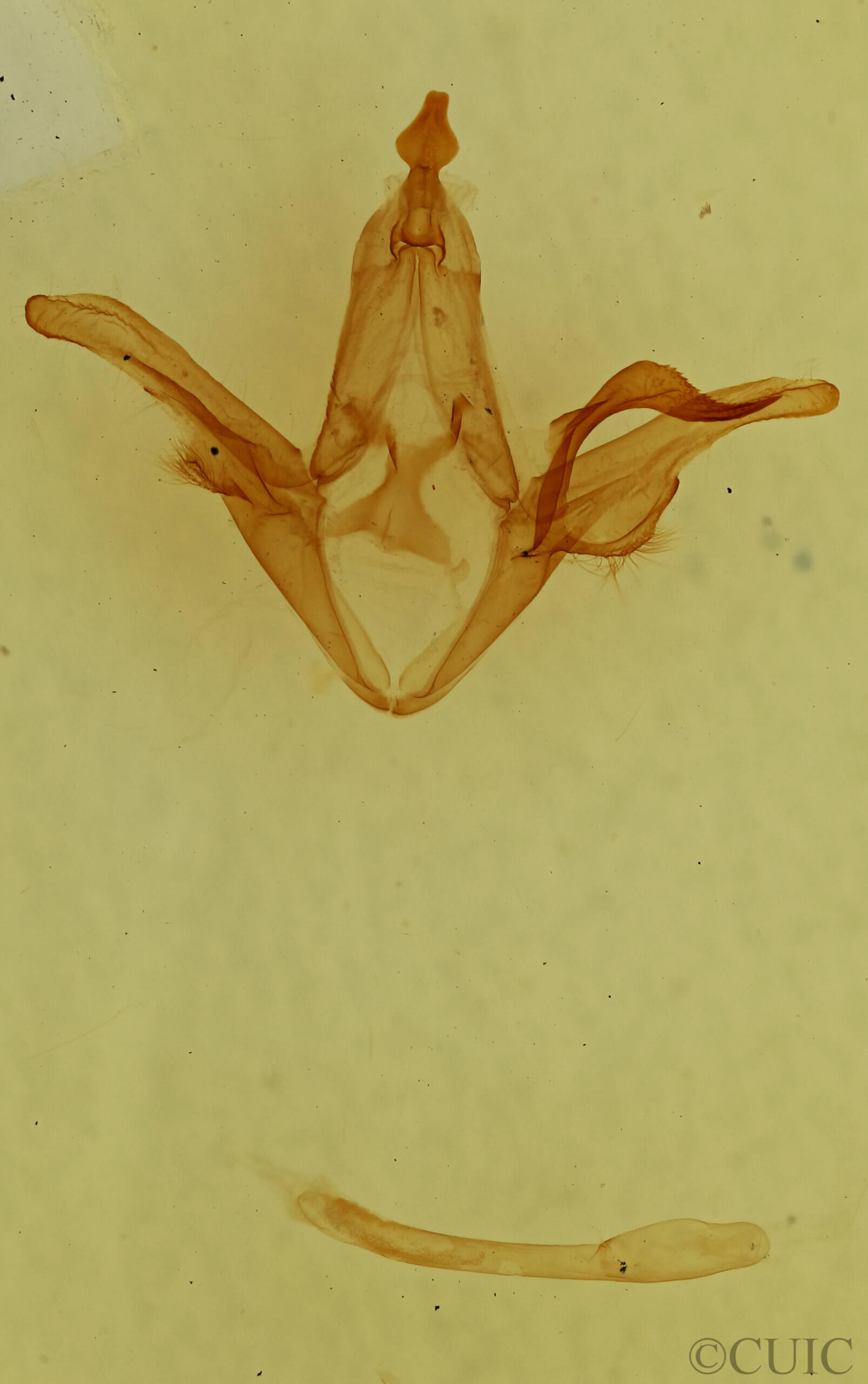 genitalia view of adult Euclidia  dentata