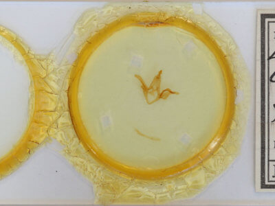 slide view of adult Euclidia  dentata