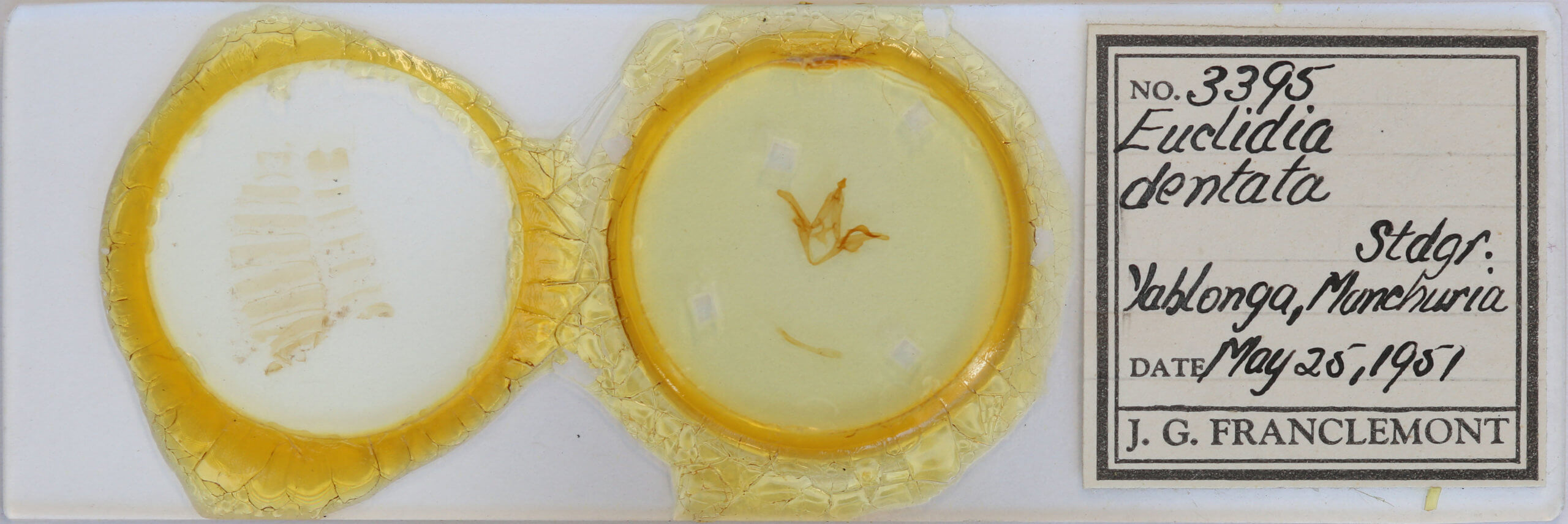 slide view of adult Euclidia  dentata