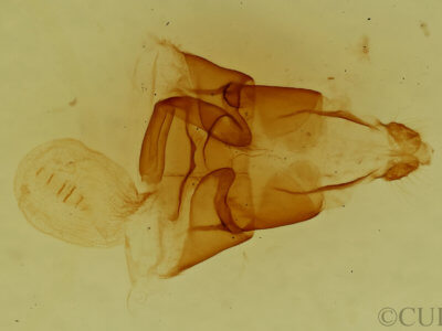 genitalia view of adult Euclidia dentata