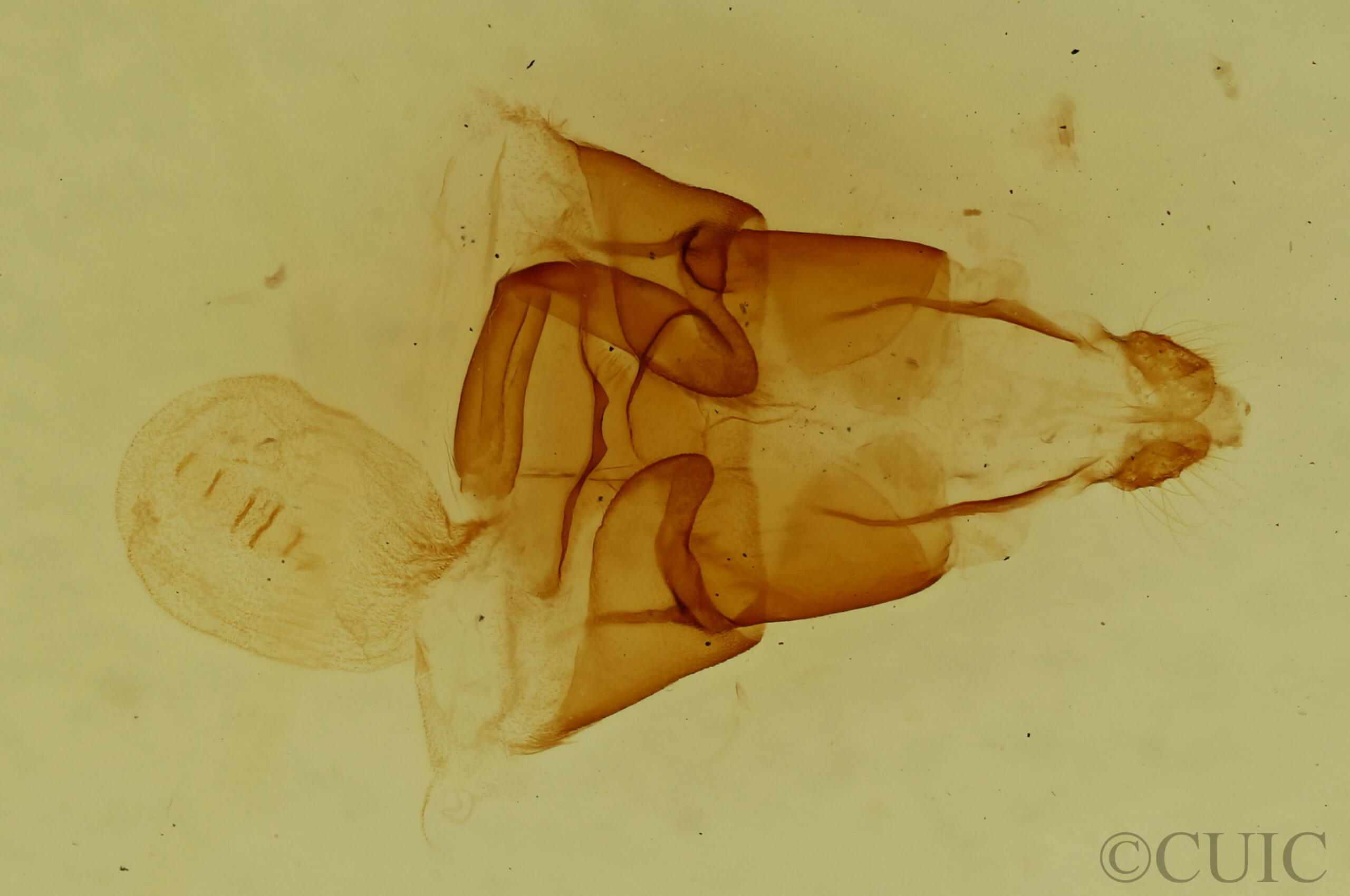 genitalia view of adult Euclidia dentata