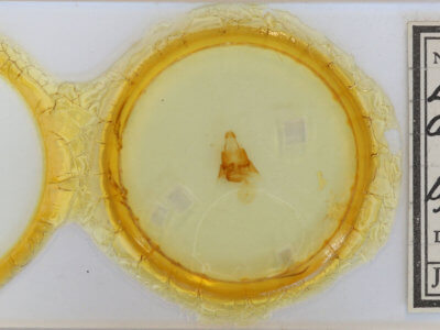 slide view of adult Euclidia dentata