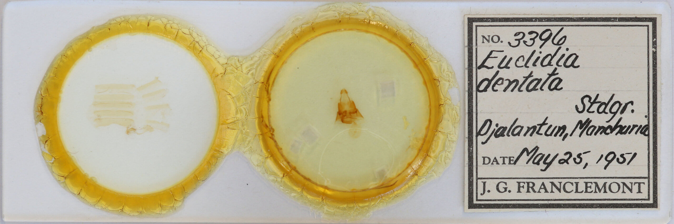 slide view of adult Euclidia dentata