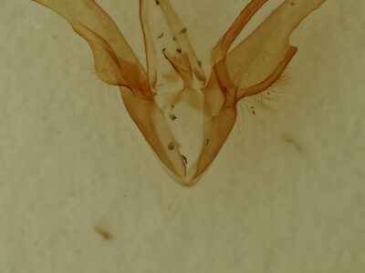 genitalia view of adult Euclidia glyphica