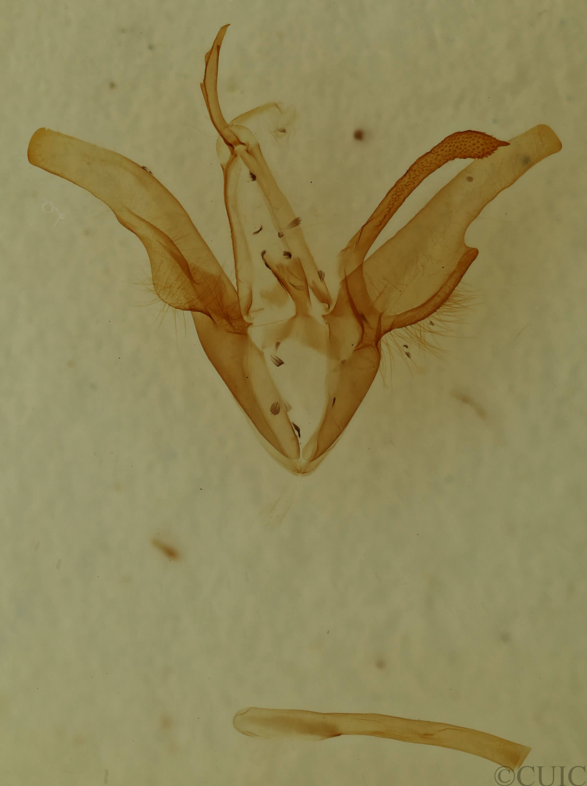genitalia view of adult Euclidia glyphica