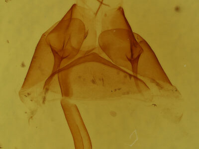 genitalia view of adult Euclidia glyphica