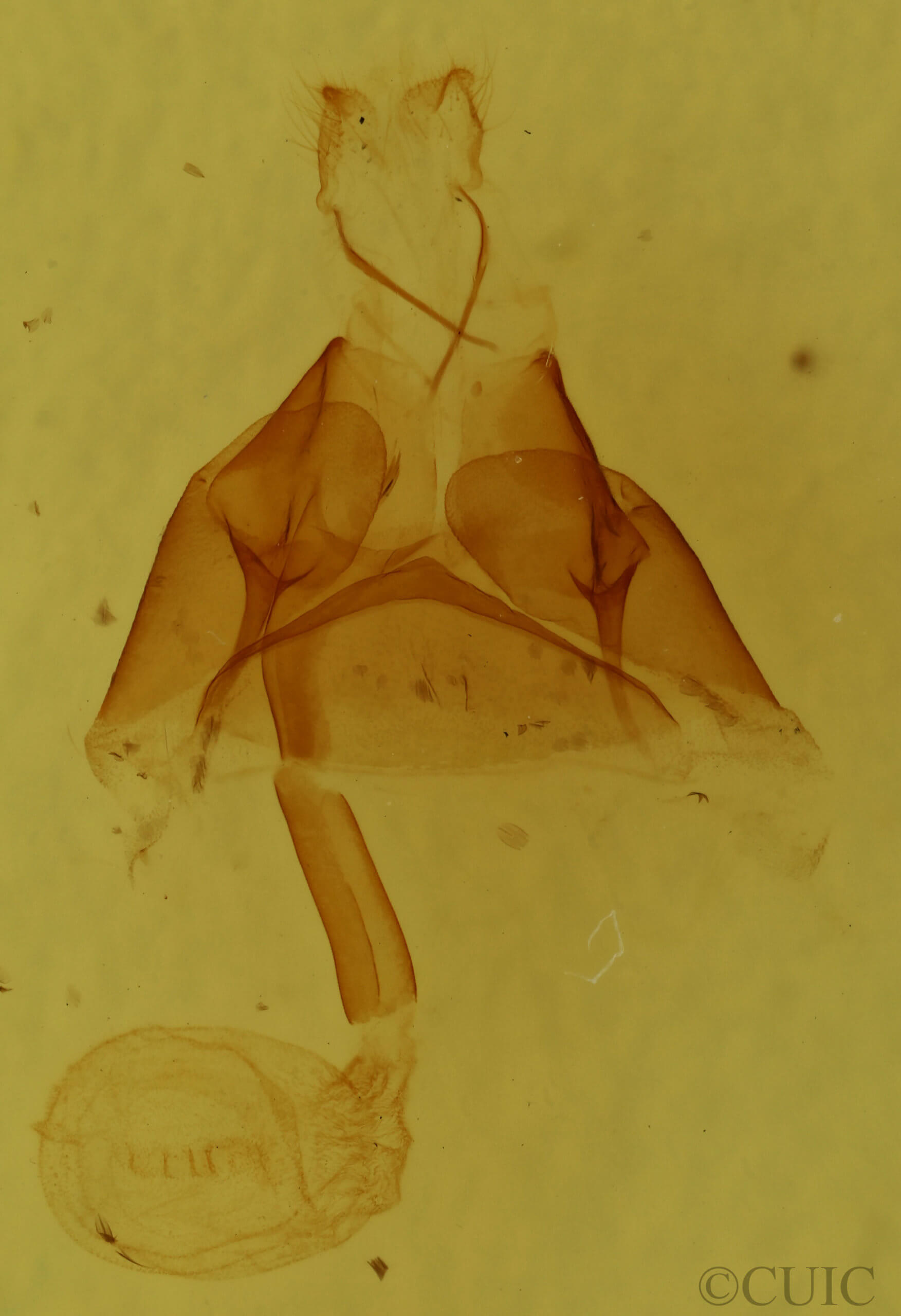 genitalia view of adult Euclidia glyphica