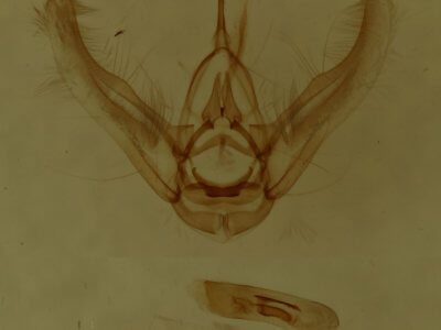 genitalia view of adult Eupithecia