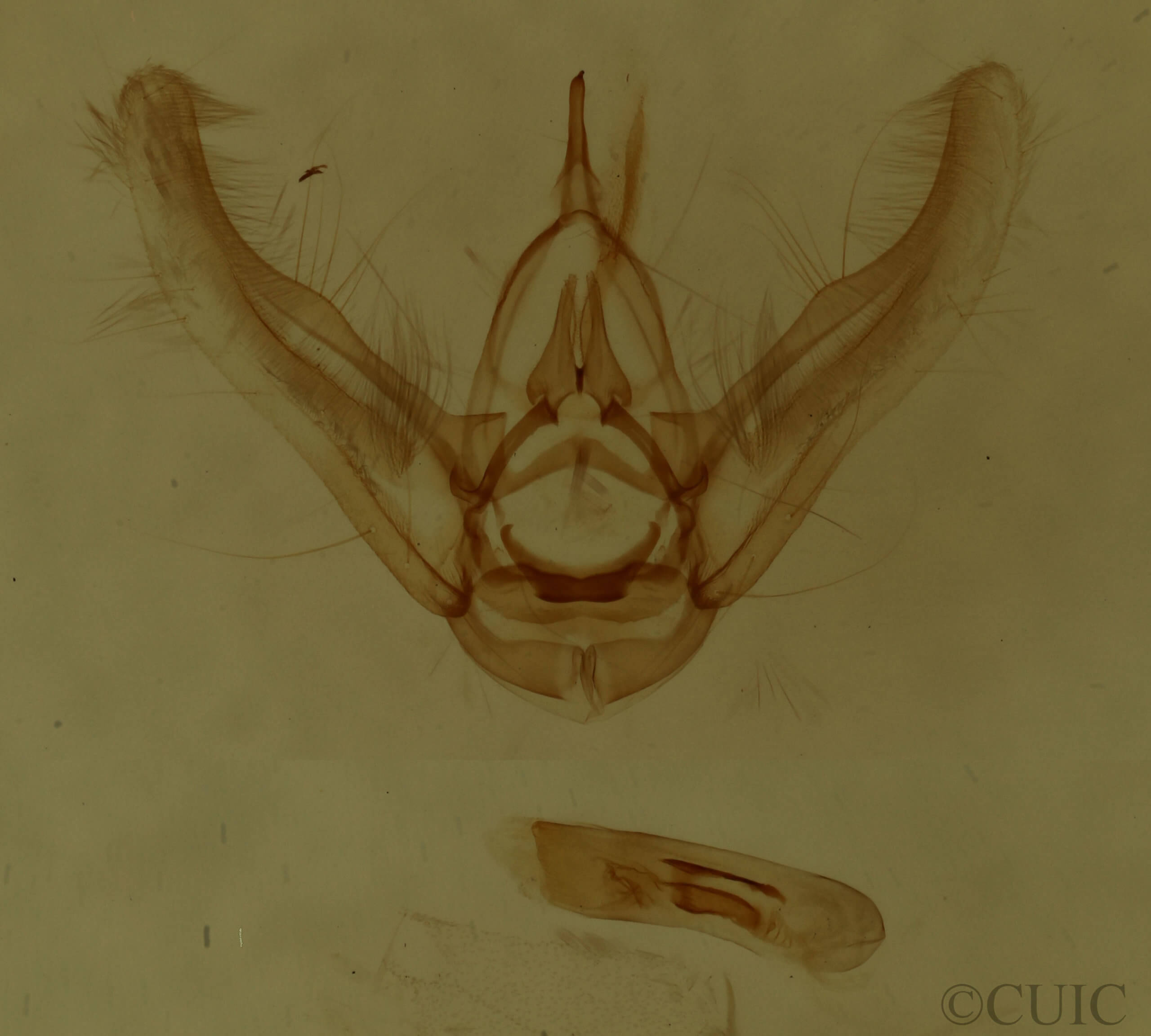 genitalia view of adult Eupithecia