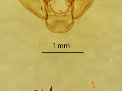 genitalia view of adult Eupithecia herefordaria