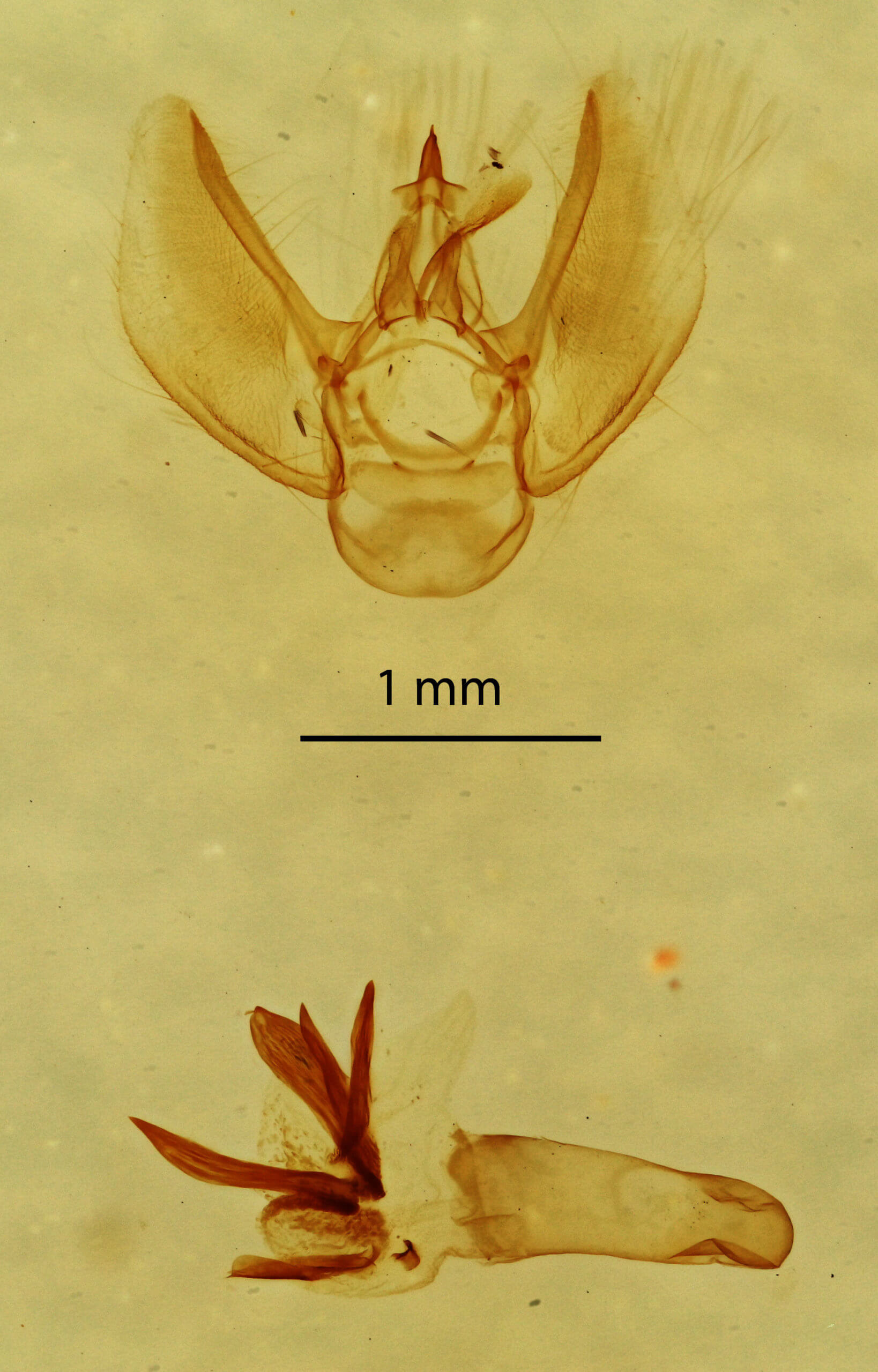 genitalia view of adult Eupithecia herefordaria