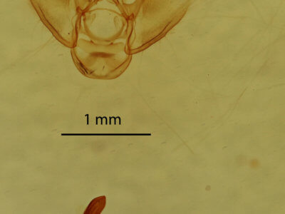 genitalia view of adult Eupithecia herefordaria