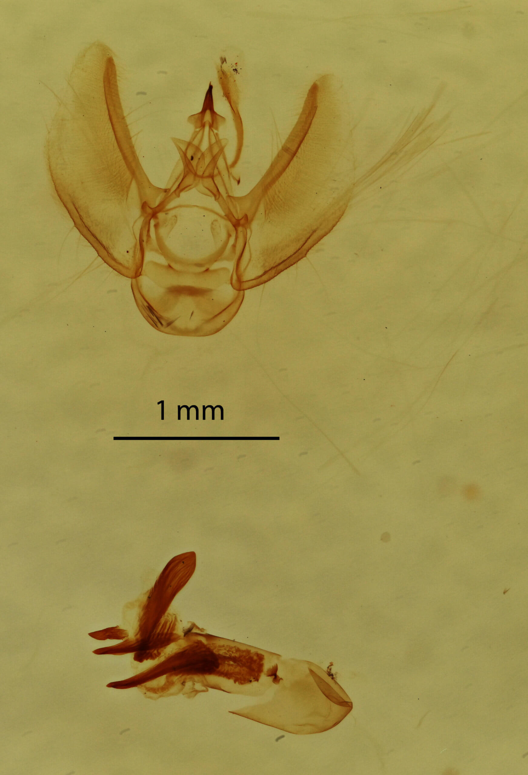 genitalia view of adult Eupithecia herefordaria