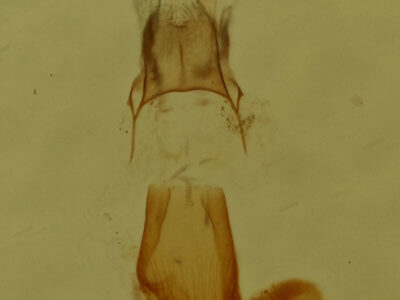 genitalia view of adult Eupithecia herefordaria