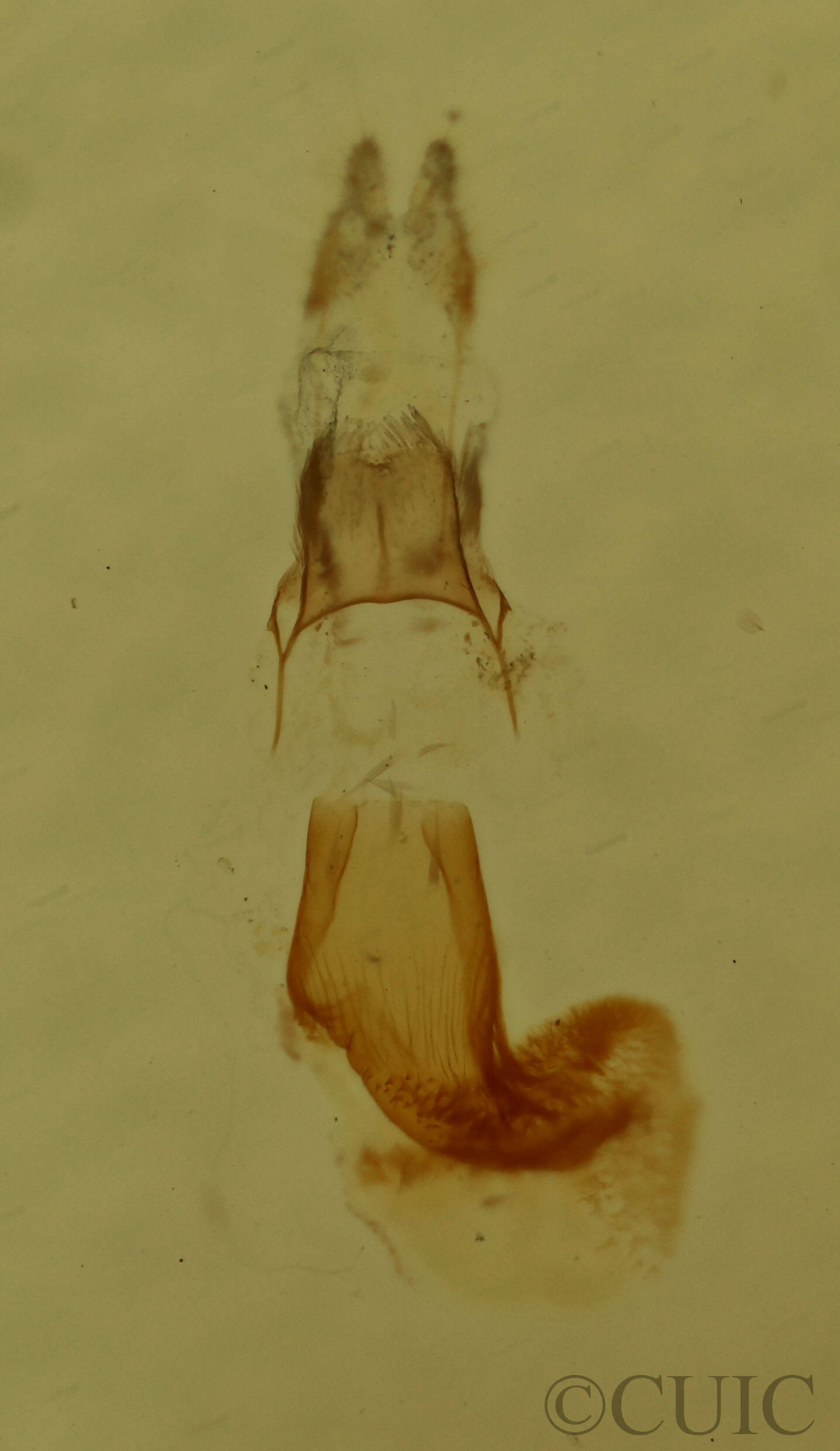 genitalia view of adult Eupithecia herefordaria