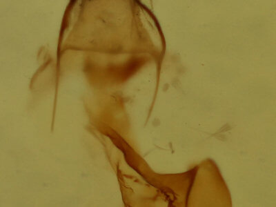 genitalia view of adult Eupithecia miserulata