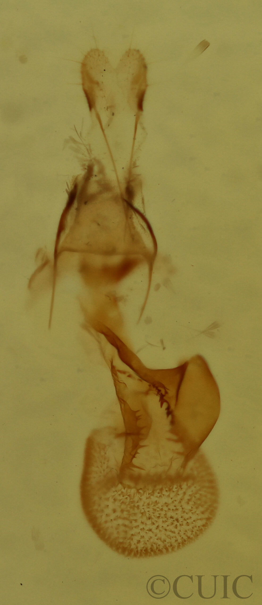 genitalia view of adult Eupithecia miserulata