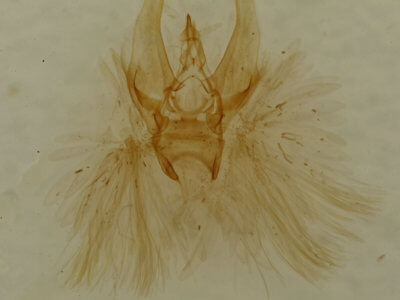 genitalia view of adult Eupithecia miserulata