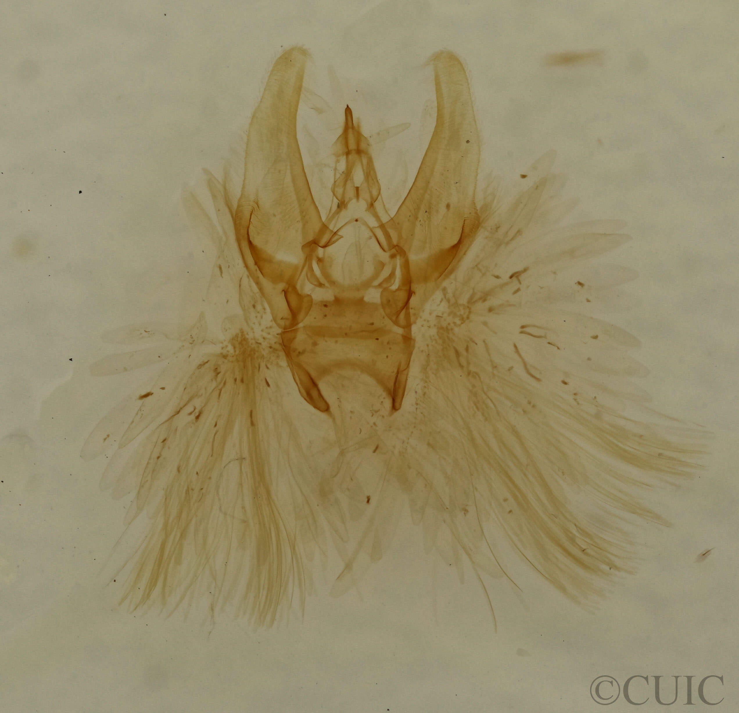 genitalia view of adult Eupithecia miserulata
