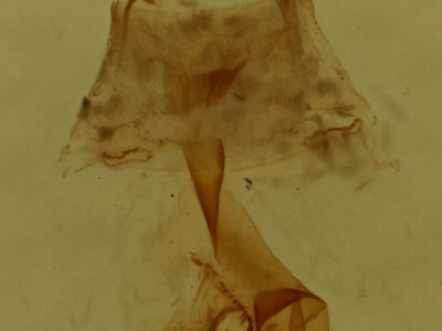 genitalia view of adult Eupithecia miserulata