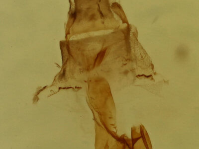 genitalia view of adult Eupithecia miserulata
