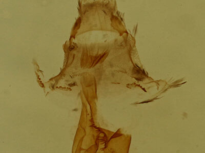 genitalia view of adult Eupithecia miserulata