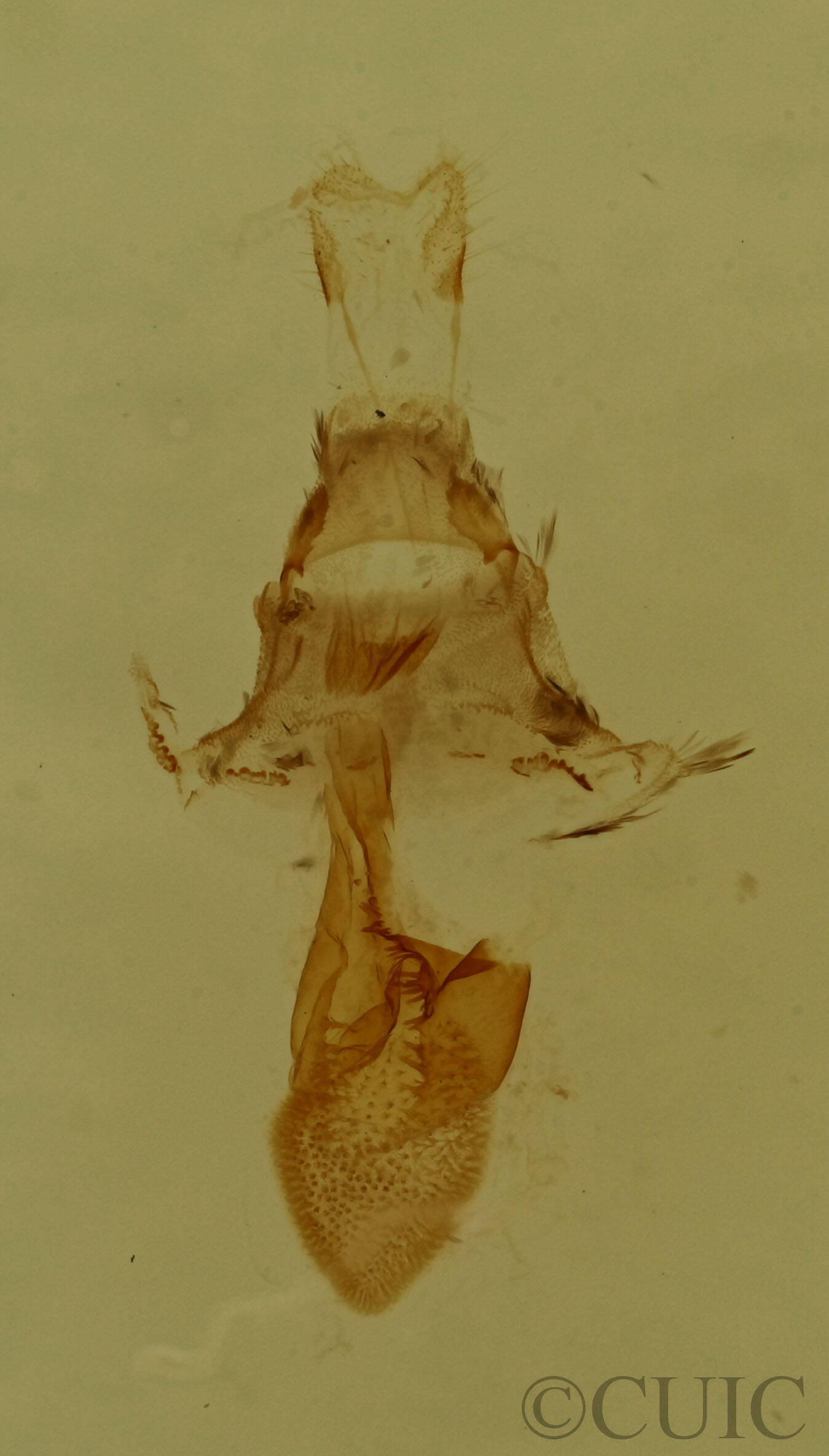 genitalia view of adult Eupithecia miserulata