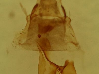 genitalia view of adult Eupithecia miserulata