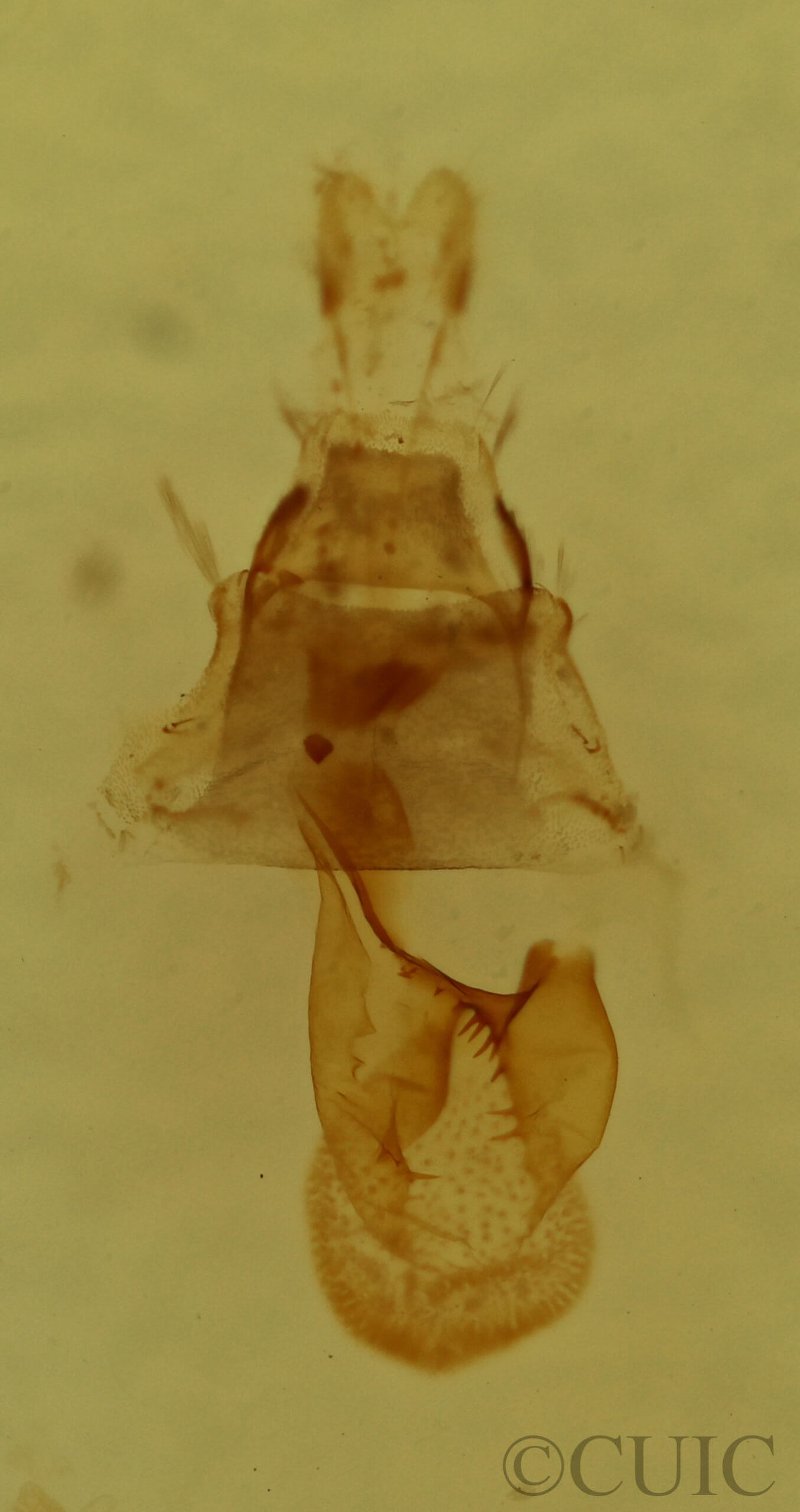 genitalia view of adult Eupithecia miserulata