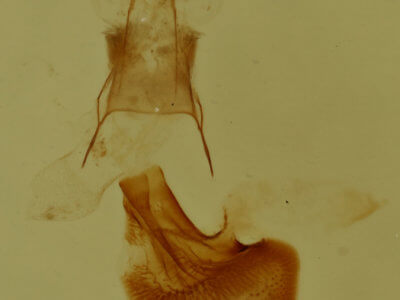 genitalia view of adult Eupithecia russeliata