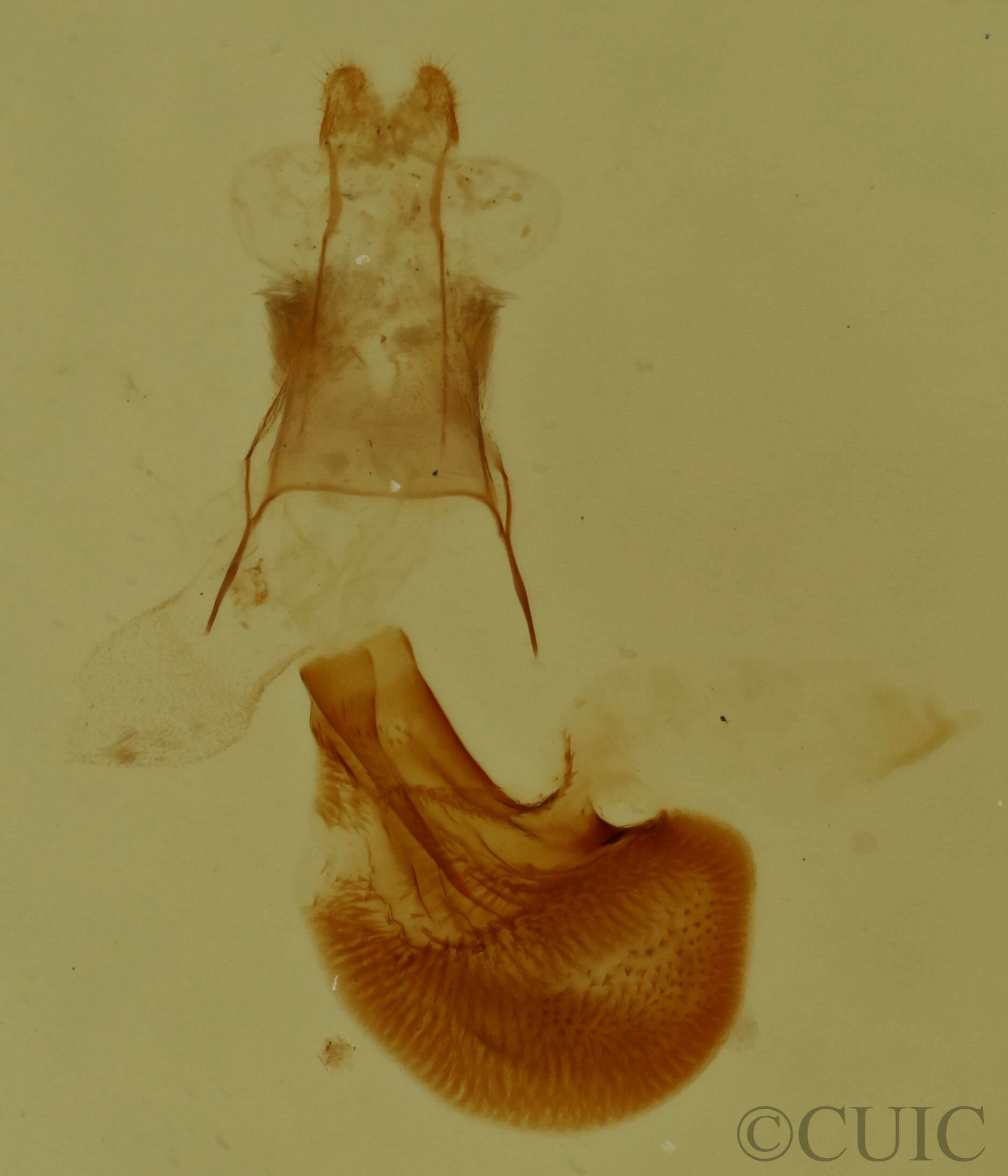 genitalia view of adult Eupithecia russeliata