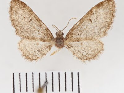 dorsal view of adult Eupithecia sheppardata
