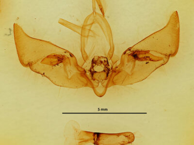 genitalia view of adult Auchmis inextricata