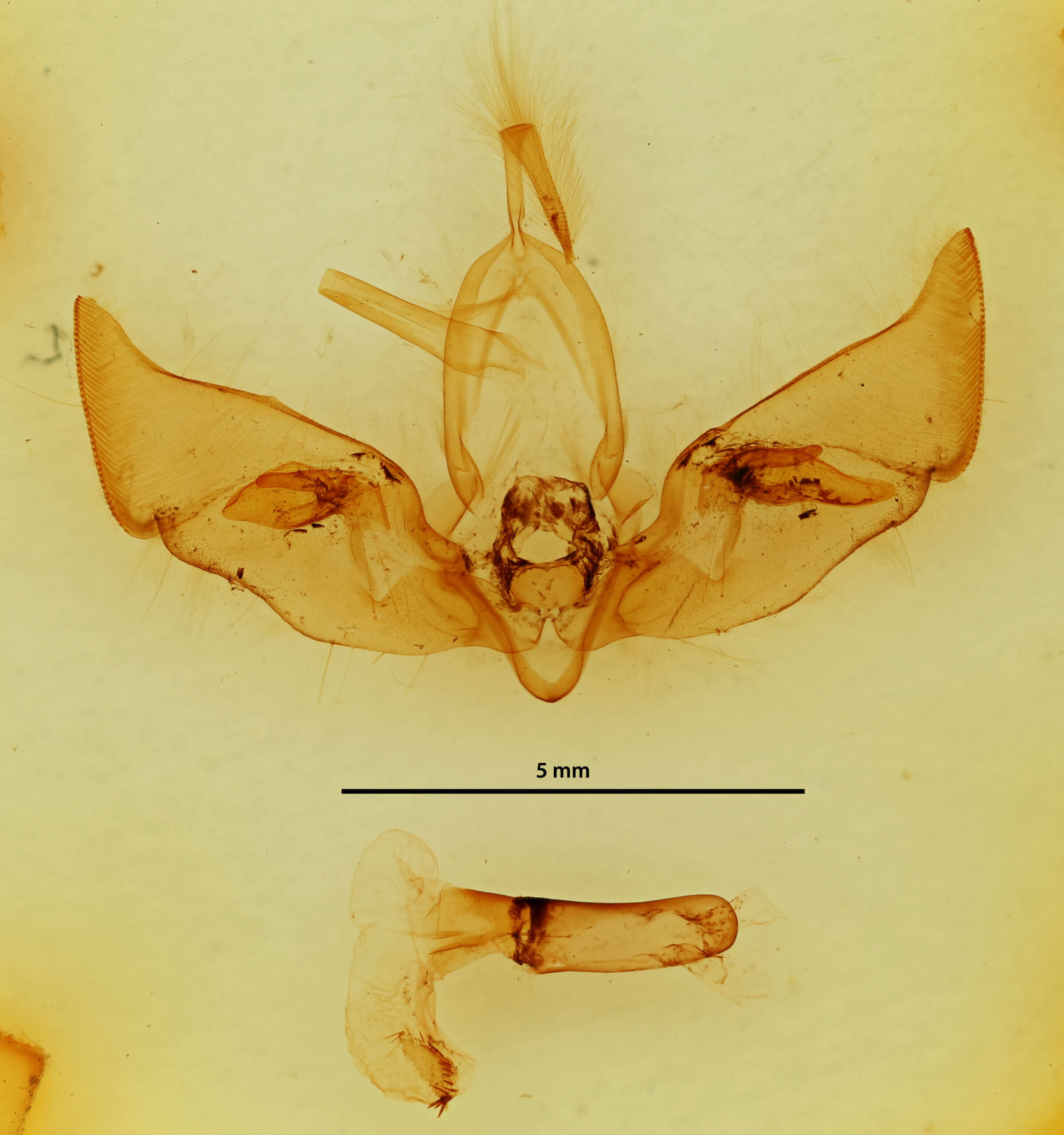 genitalia view of adult Auchmis inextricata