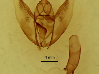 genitalia view of adult Eutrapela clemataria