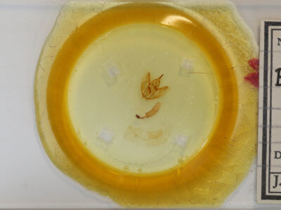 slide view of adult Eutrapela clemataria