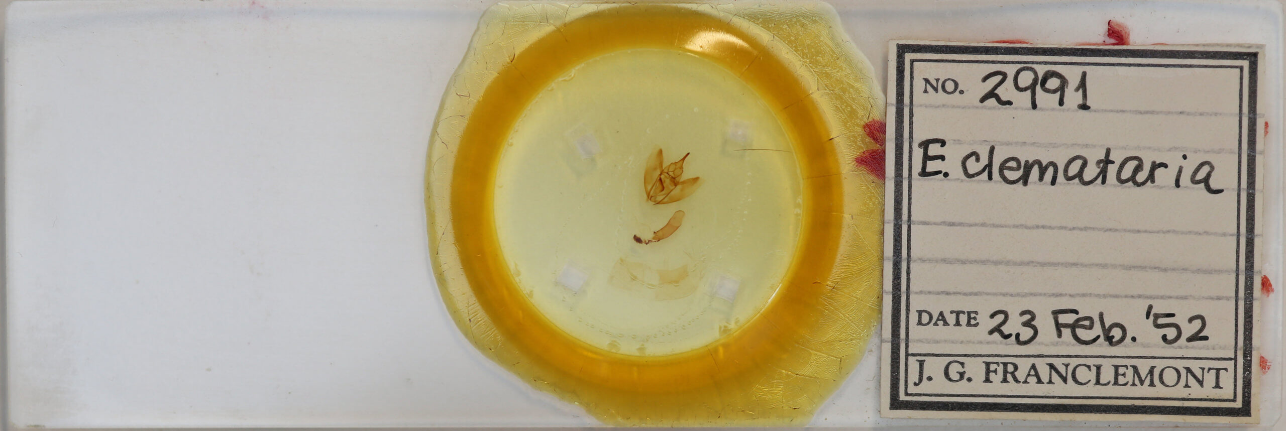 slide view of adult Eutrapela clemataria