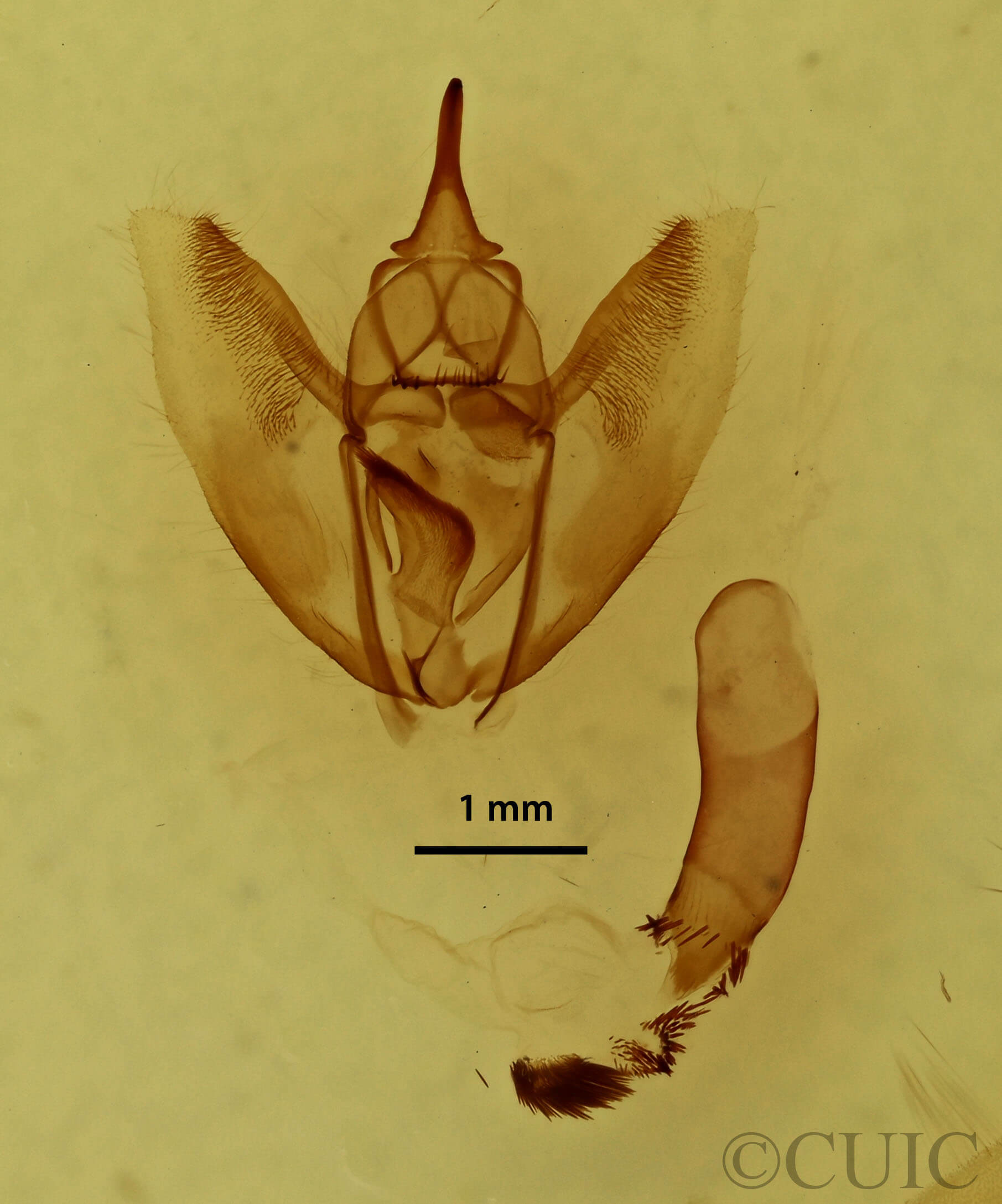 genitalia view of adult Eutrapela clemataria