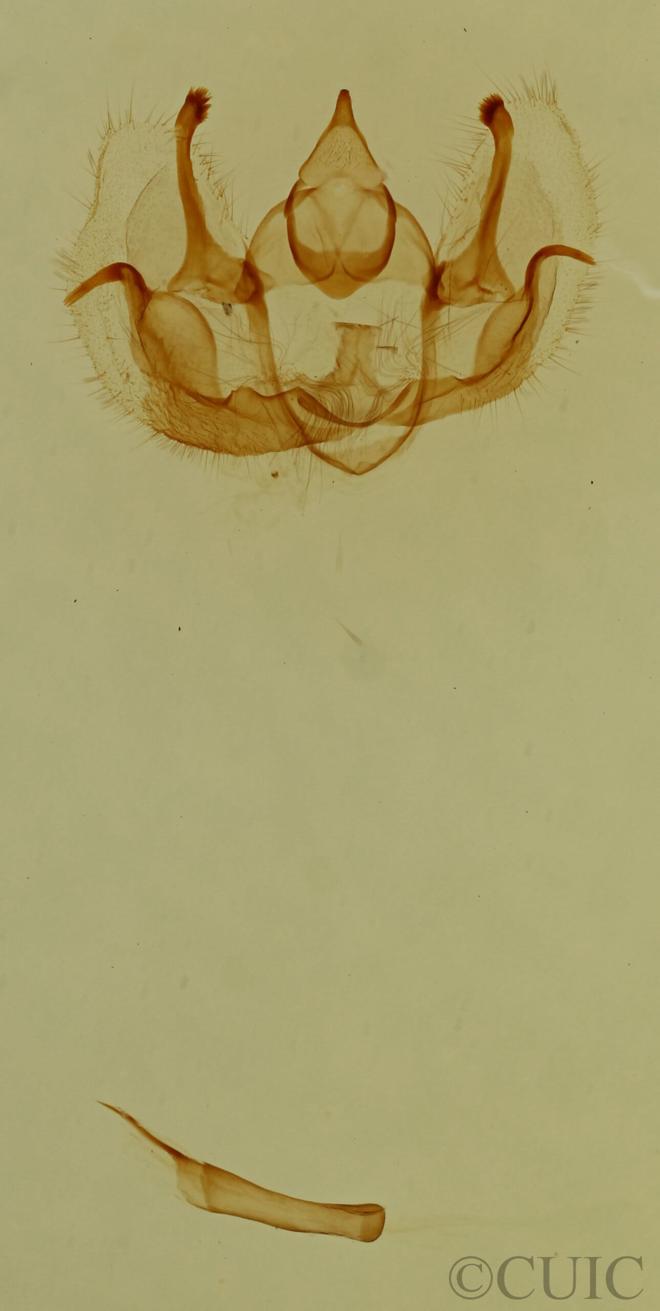 genitalia view of adult Exelis pyrolaria